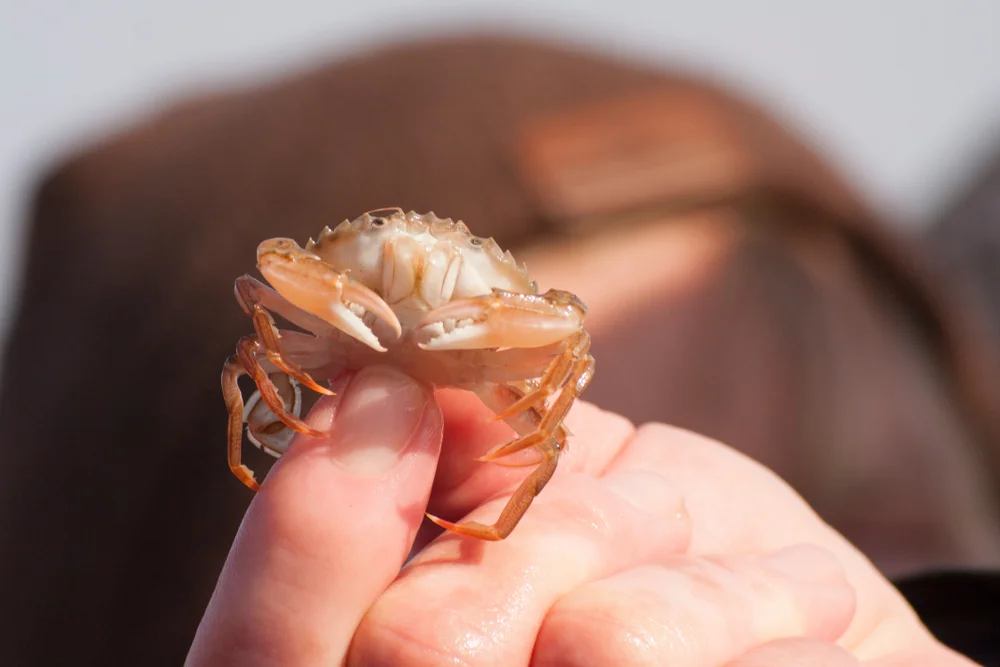 Gemeine Schwimmkrabbe