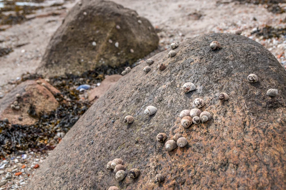 Gemeine Strandschnecke