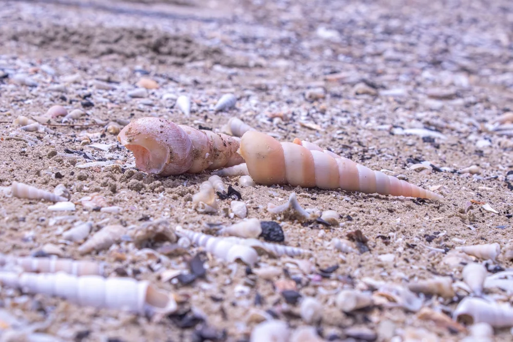 Gemeine Turmschnecke