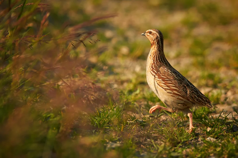 Gemeine Wachtel (Coturnix coturnix)