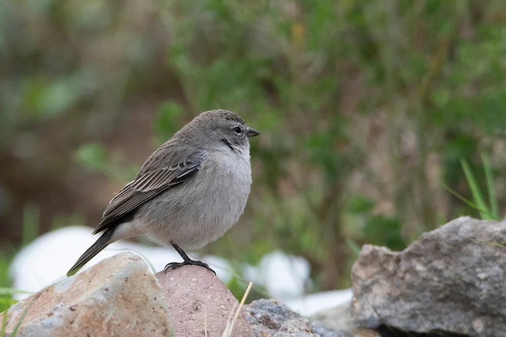 Gemeiner Bergtyrann (Phrygilus plebejus)