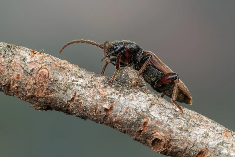 Gemeiner Fichtensplintbock