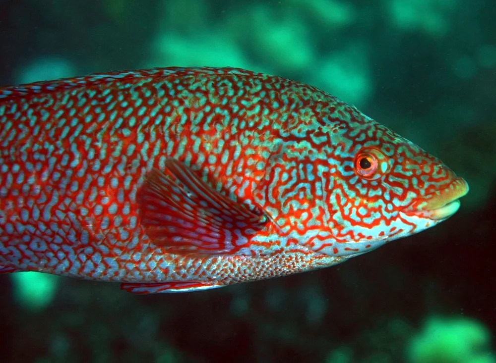 Gemeiner Lippfisch (Labrus bergylta)