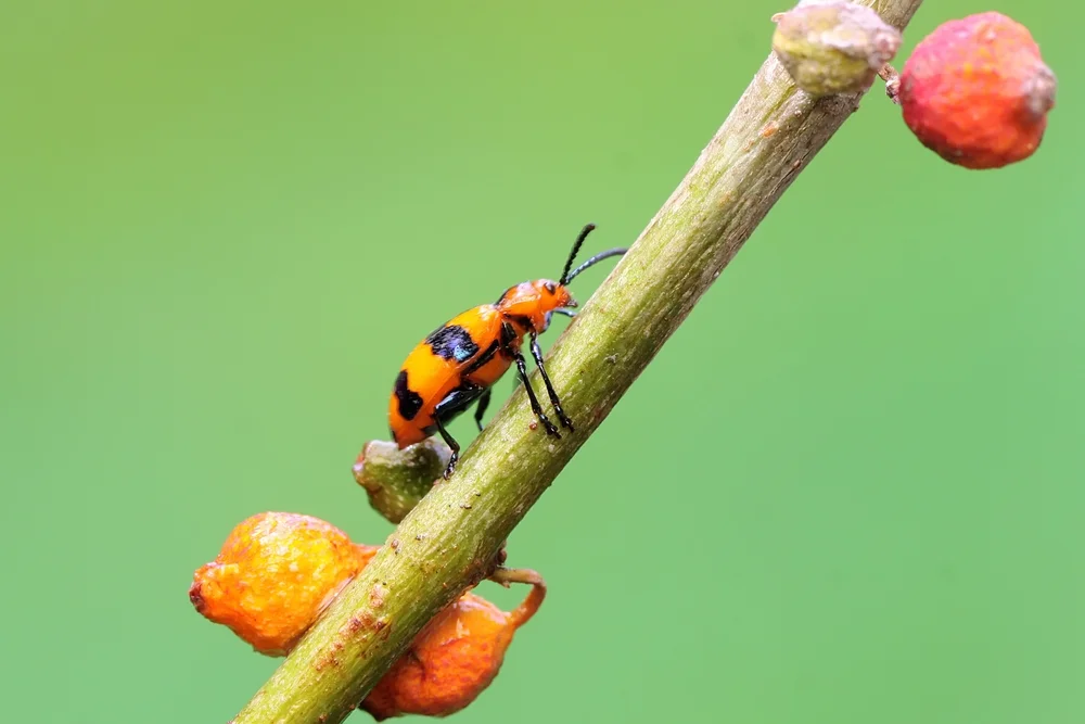 Gemeines Spargelhähnchen