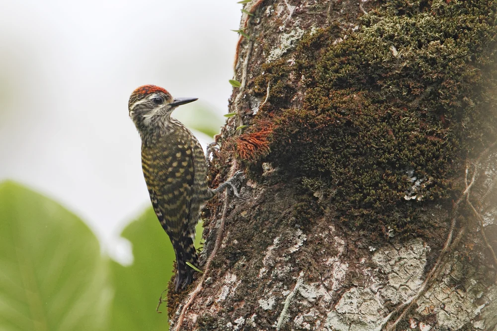 Gemischter Buntspecht (Veniliornis nigriceps)