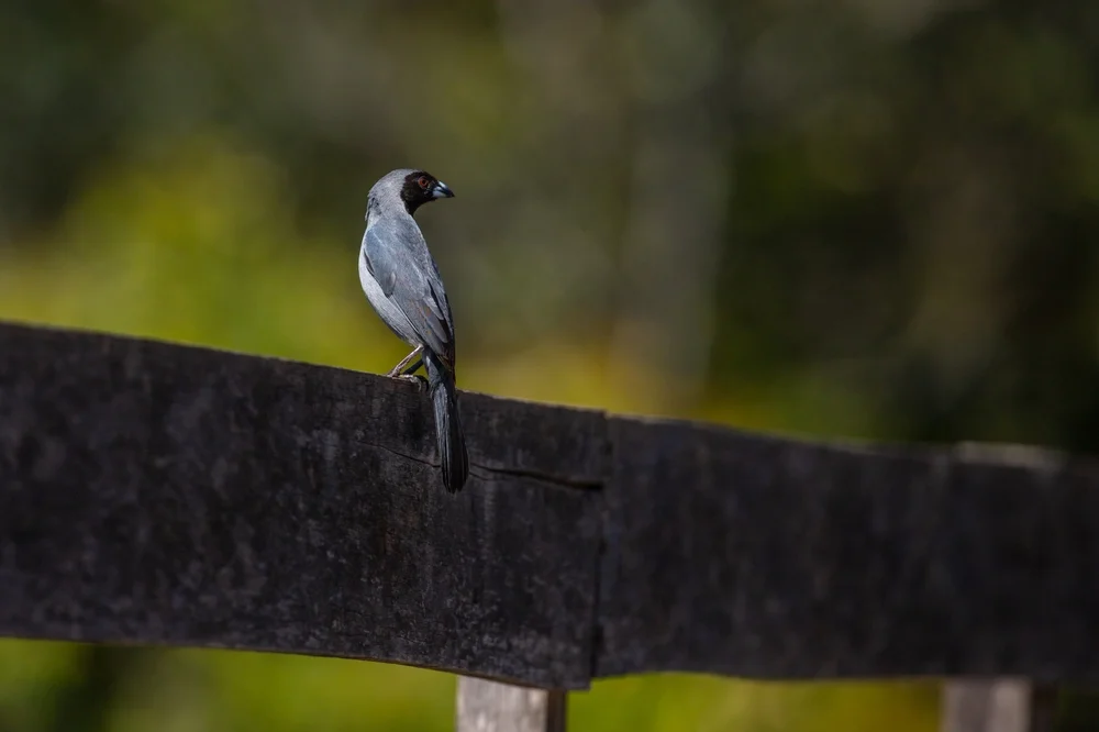 Geoffroys Glanzvogel (Schistochlamys melanopis)