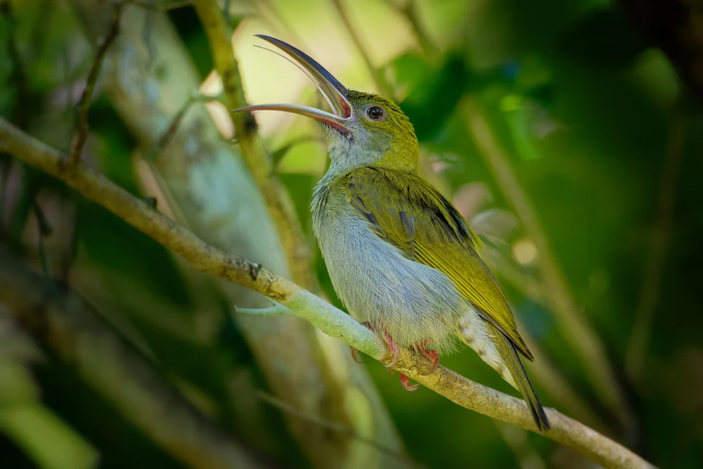Geoffroys Spinnenjäger (Arachnothera affinis)
