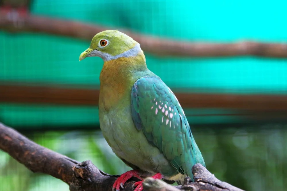 Gepunktete Fruchttaube (Ptilinopus perlatus)