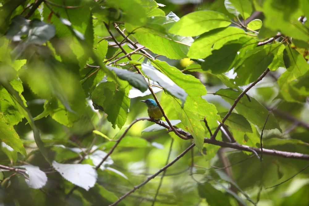 Geradschnabel-Sonnennymphe