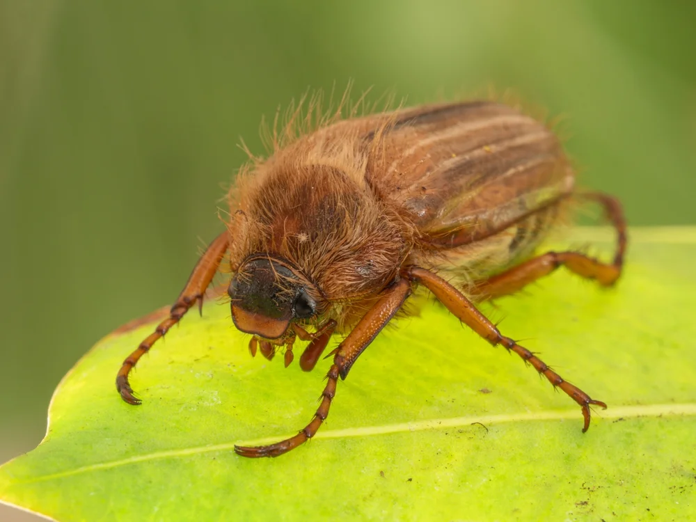 Gerippter Brachkäfer