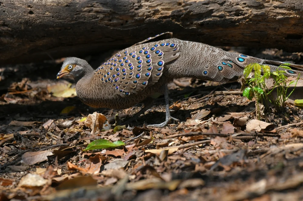 Germains Pfaufasan (Polyplectron germaini)