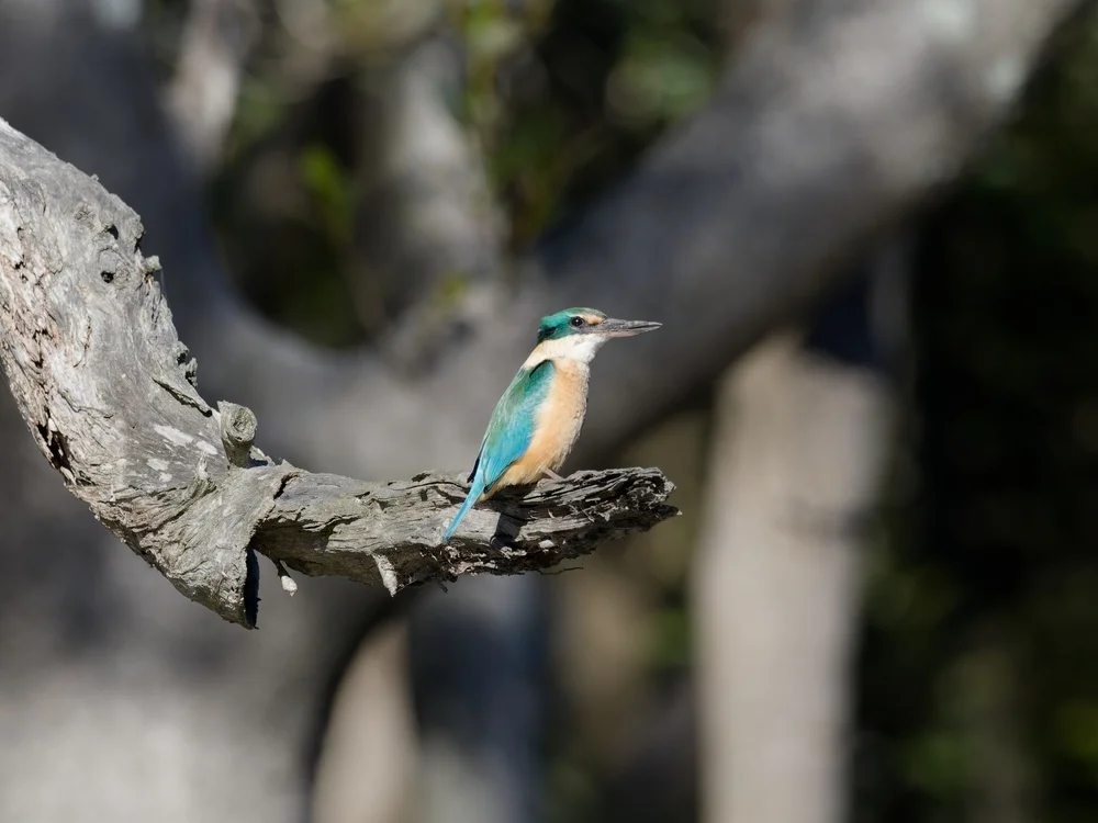 Gertrud-Eisvogel (Todiramphus gertrudae)