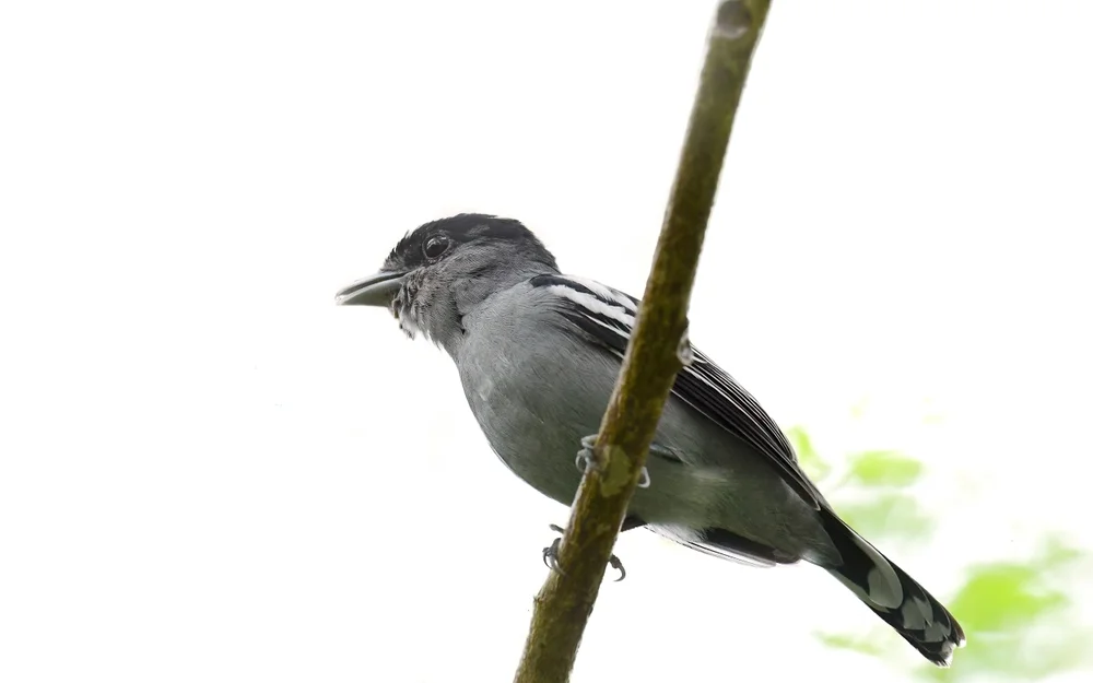 Gesäumter Breitschnabel (Pachyramphus marginatus)