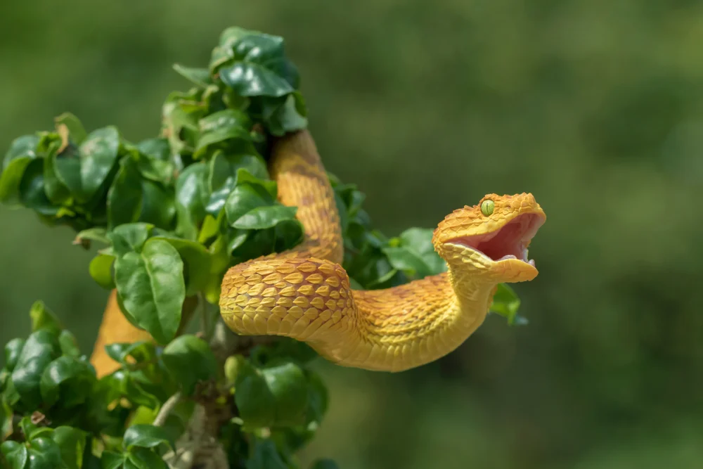 Geschilderte Buschviper (Atheris squamigera)