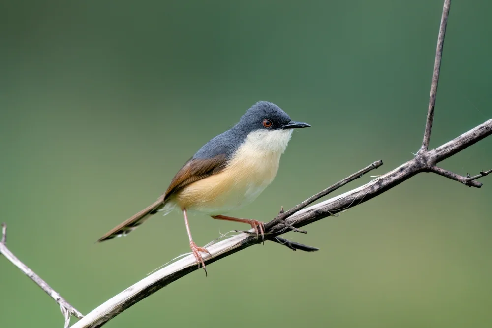 Geselliger Grasmückenrohrsänger (Prinia socialis)