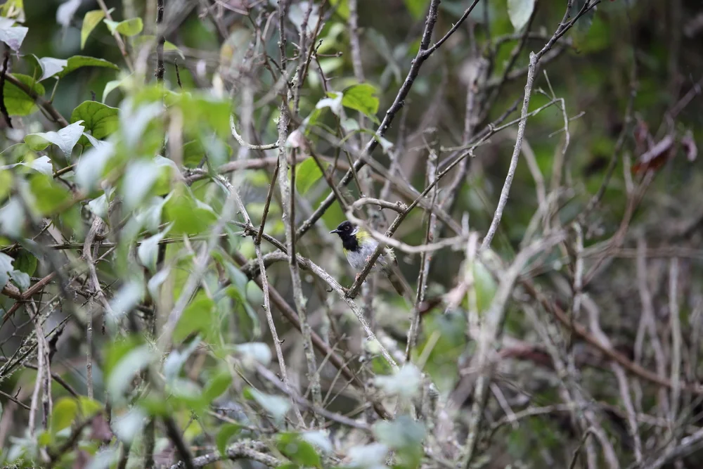 Gesichtsmasken-Brillenvogel (Bergmaskenapalis)