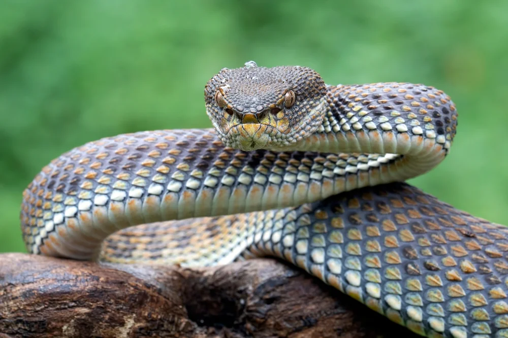 Gestreifte Bambusotter (Trimeresurus strigatus)