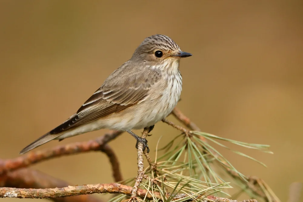 Gestreifte Elsterdrossel (Rostbrauen-Elsterdrossel)