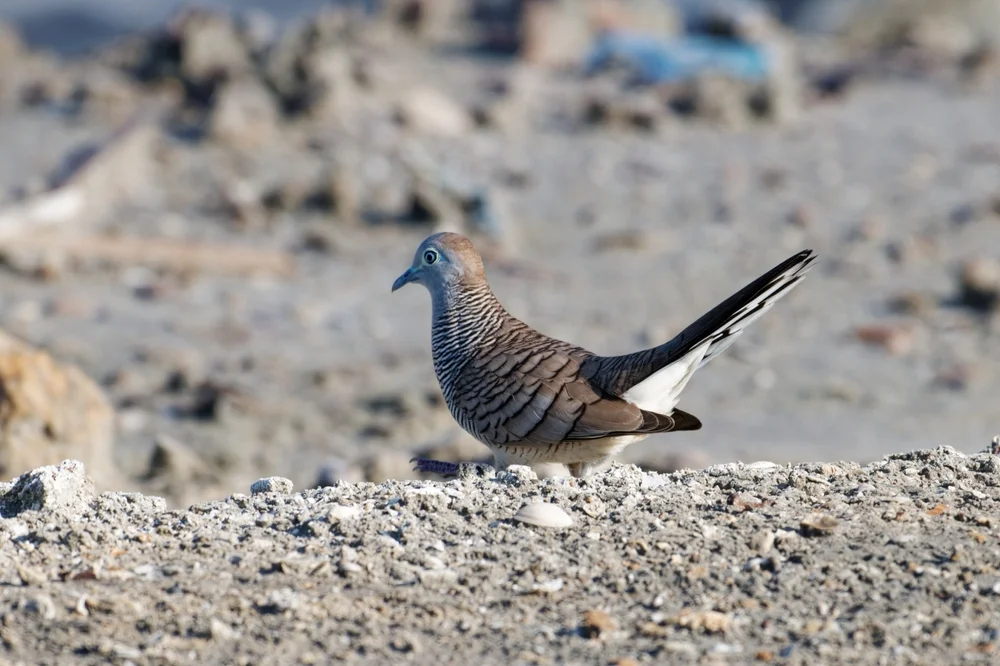 Gestreifte Fruchttaube (Geopelia striata)