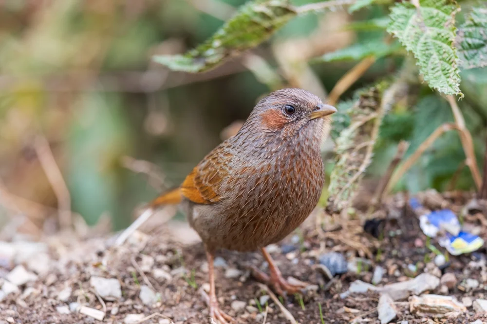 Gestreifte Schuppentimalie (Trochalopteron lineatum)