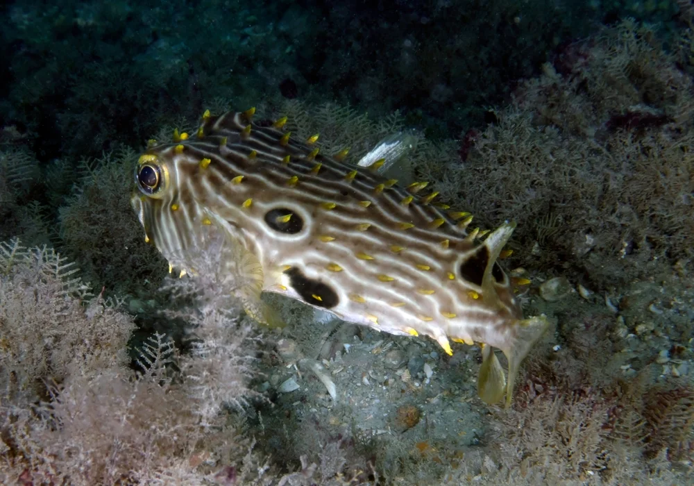 Gestreifter Kugelfisch (Chilomycterus schoepfi)