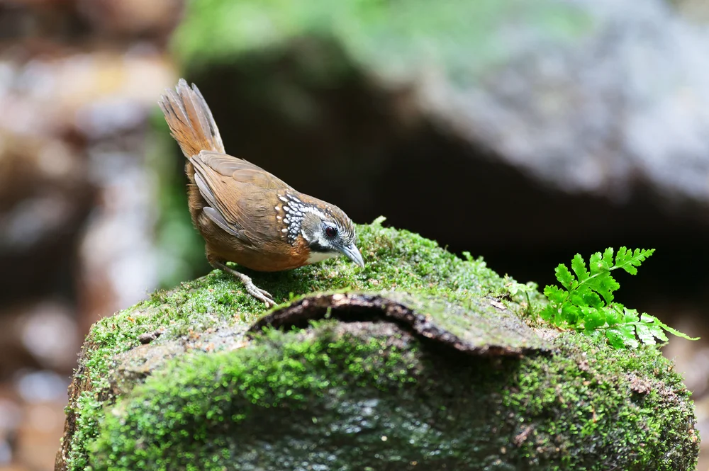 Gestreifter Kurzflügel (stachyris strialata)