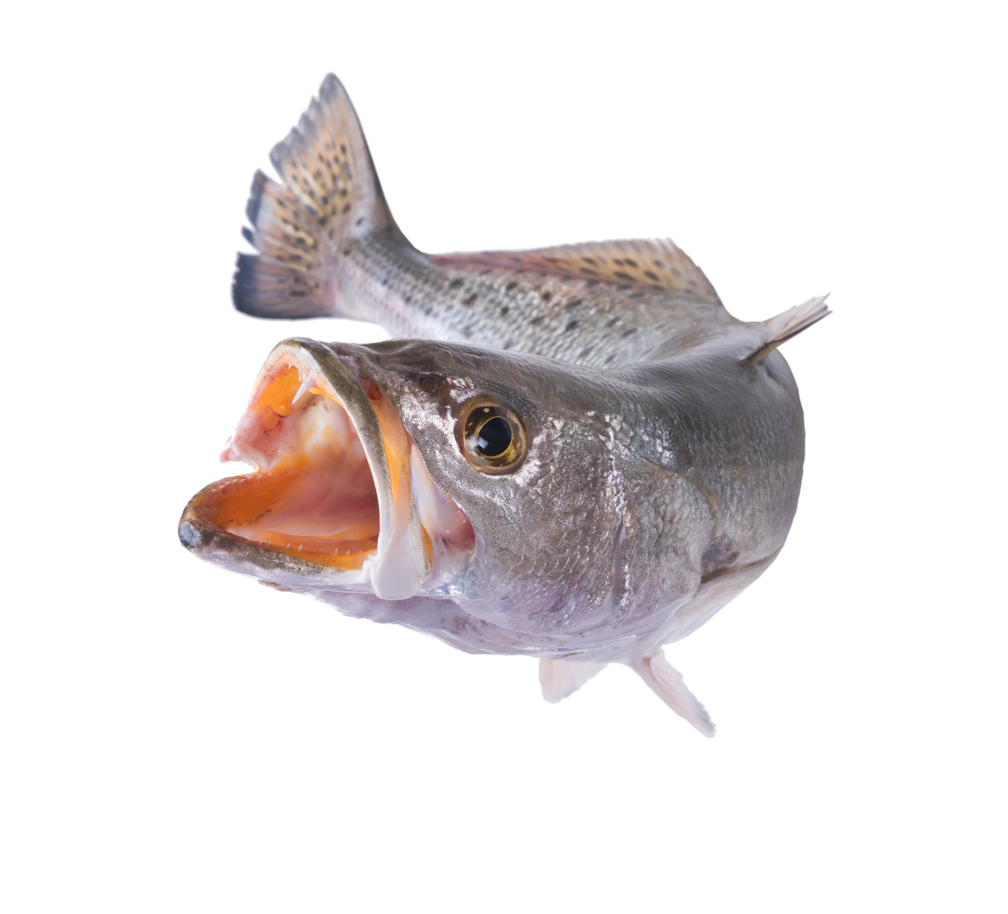 Gestreifter Meerbrassen (Cynoscion nebulosus)