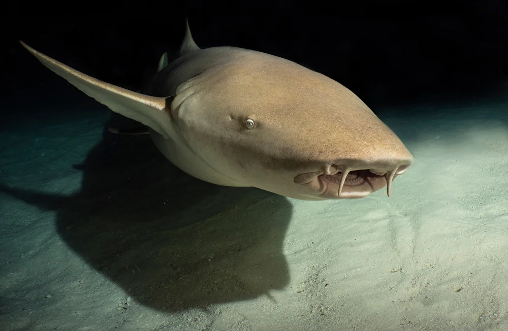 Gestreifter Nursehai (Ginglymostoma cirratum)