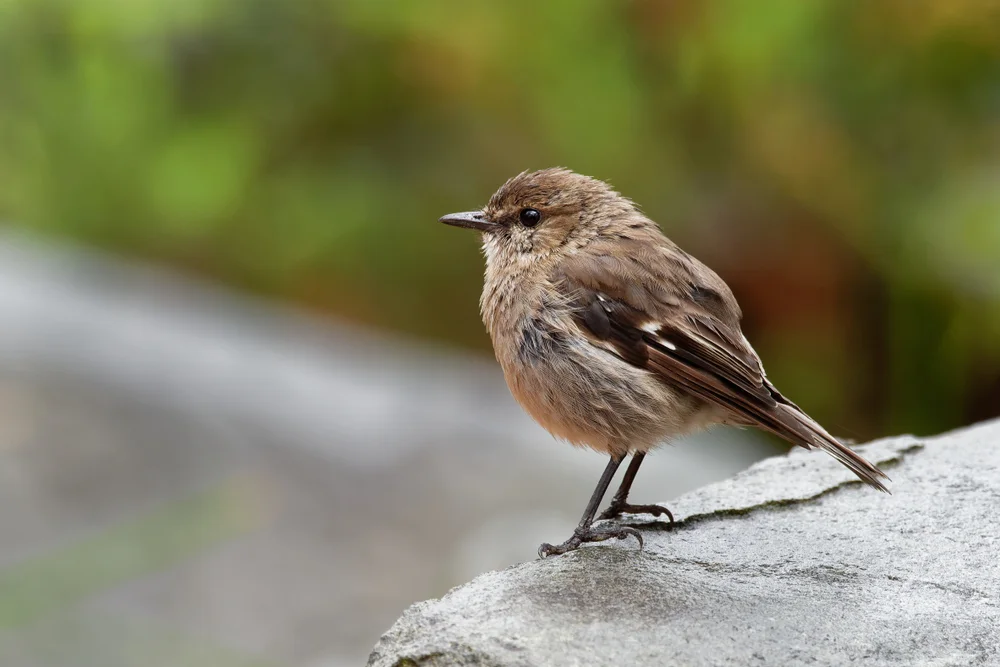 Gestreifter Raupenfänger (Melanodryas vittata)