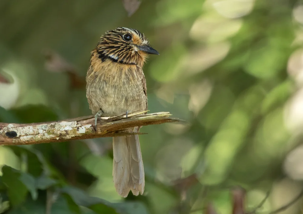 Gestreifter Sägetyrann (Malacoptila striata)