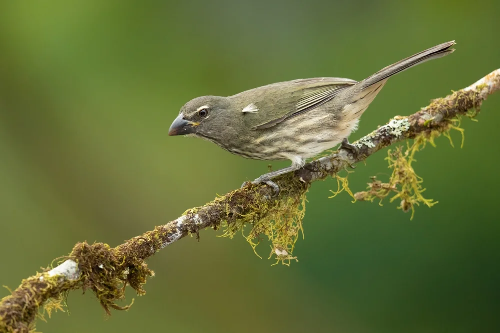 Gestreifter Samenknacker (Saltator striatipectus)