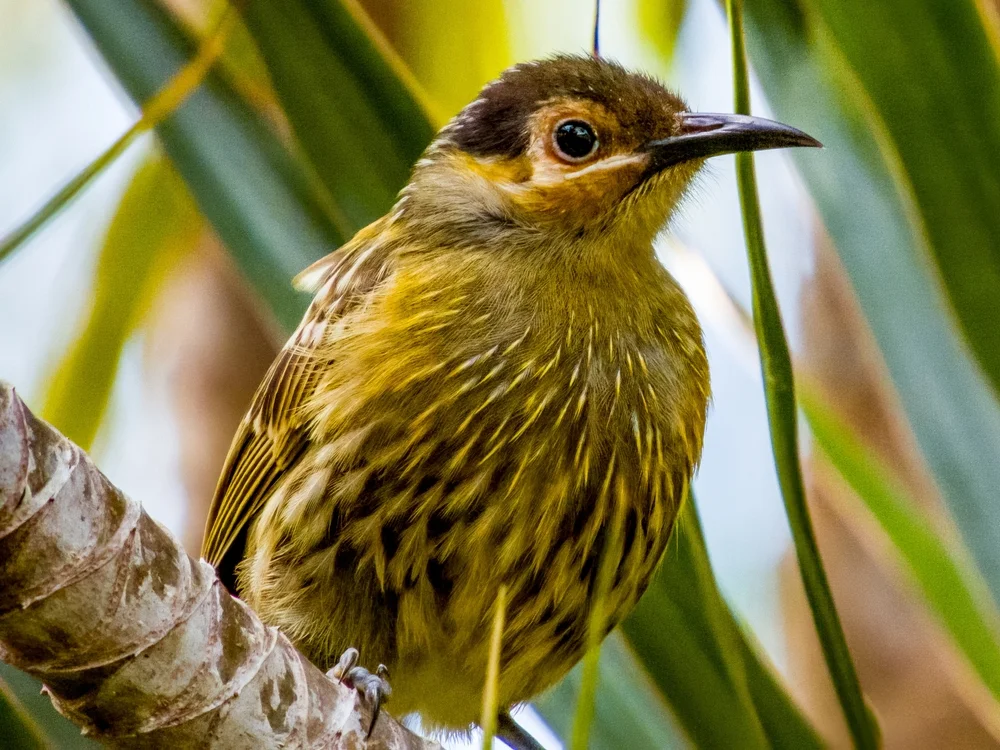 Gestreifter Samtglanzvogel (Ptiloprora meekiana)