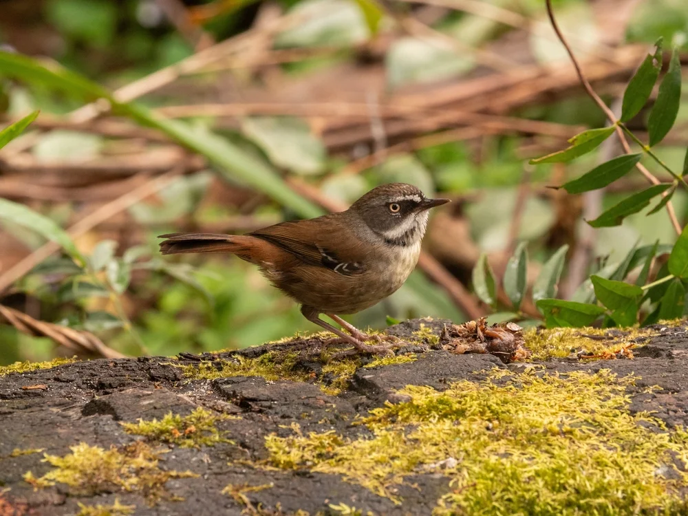 Gestreifter Seidenlaubsänger (Sericornis virgatus)