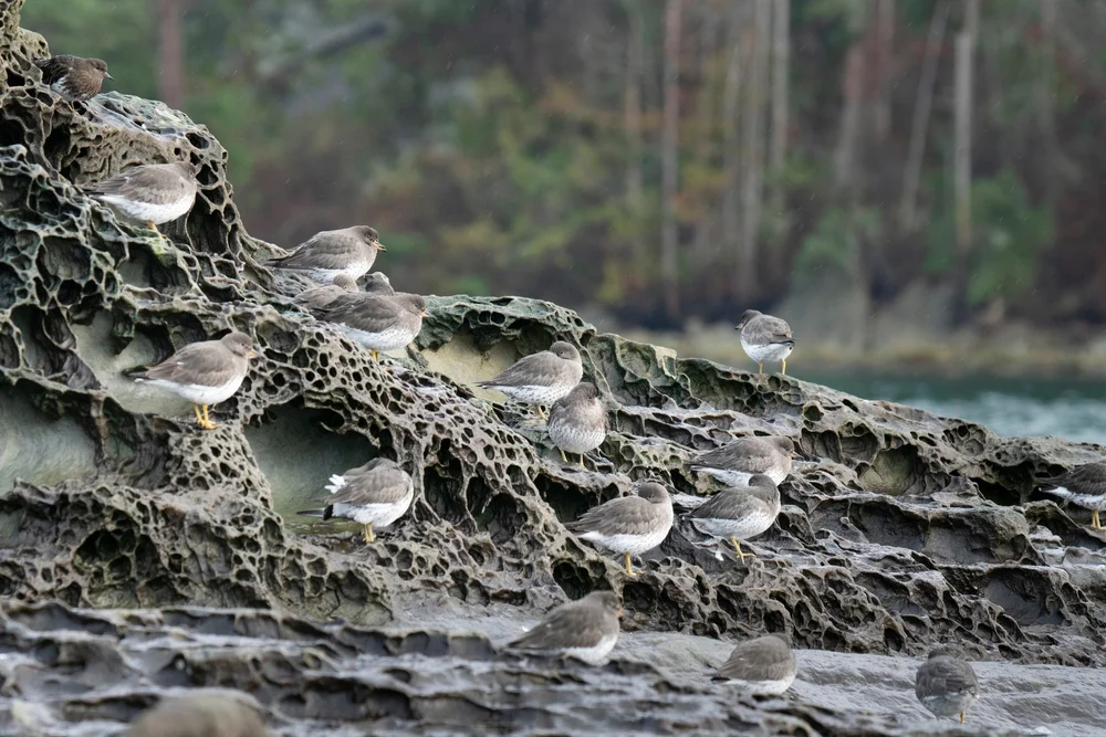 Gestreifter Strandläufer (Aphriza virgata)