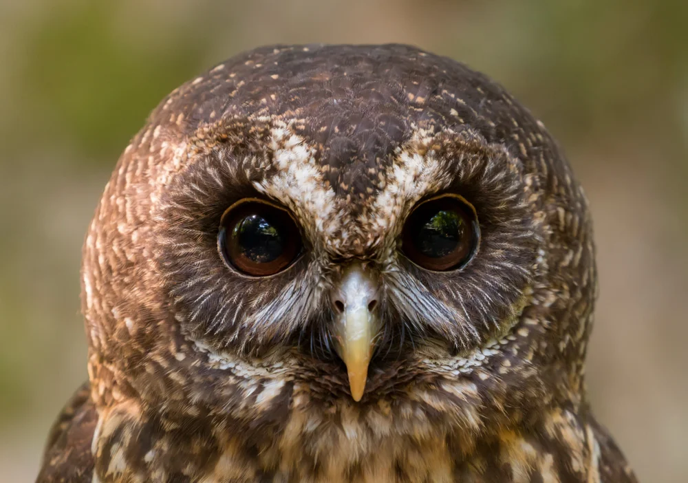Gestreifter Waldkauz (Ciccaba virgata)