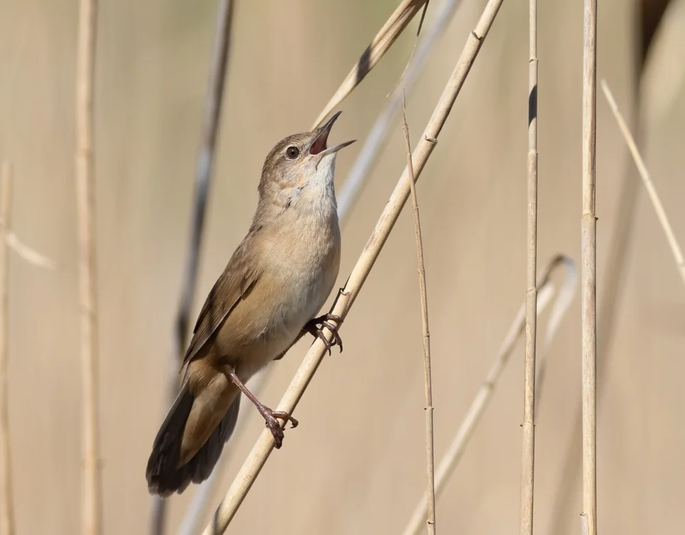 Gestrichelte Grassänger (Locustella fasciolata)