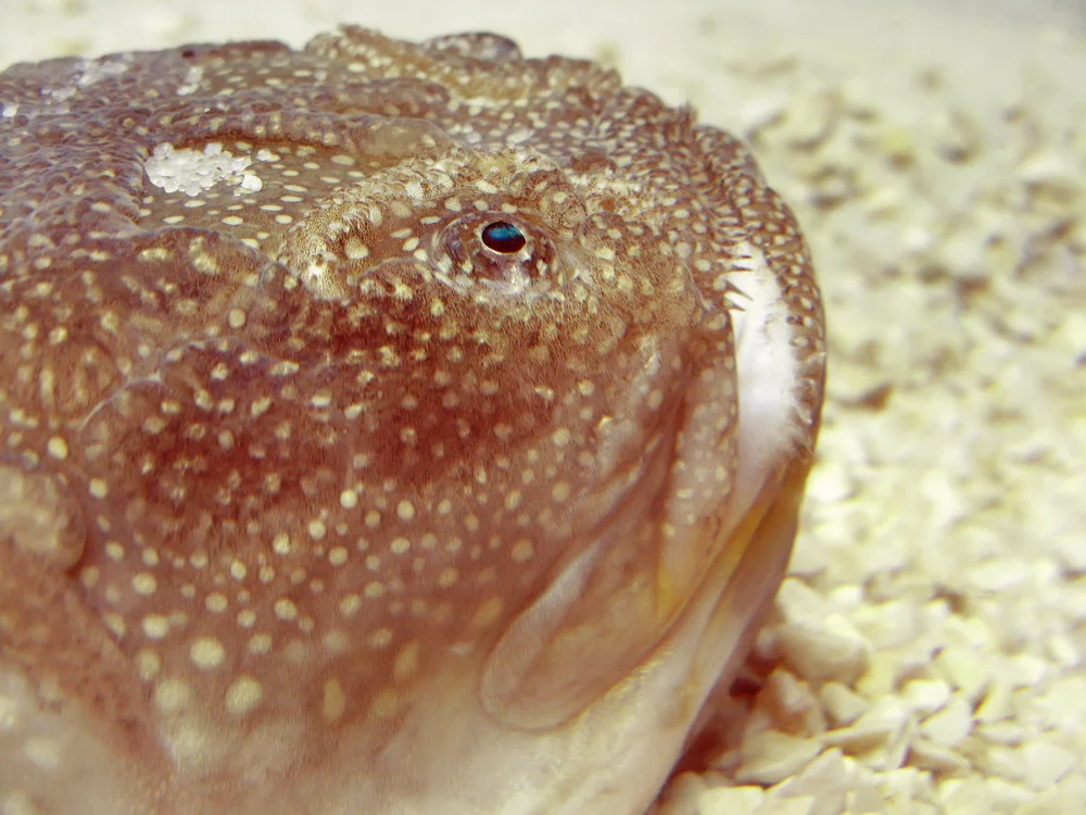 Getiegerter Plattkopf (Astroscopus guttatus)