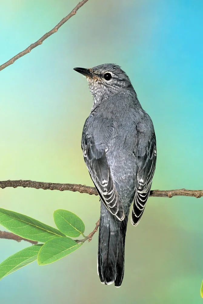 Gewimpelter Raupenfänger (Coracina fimbriata)