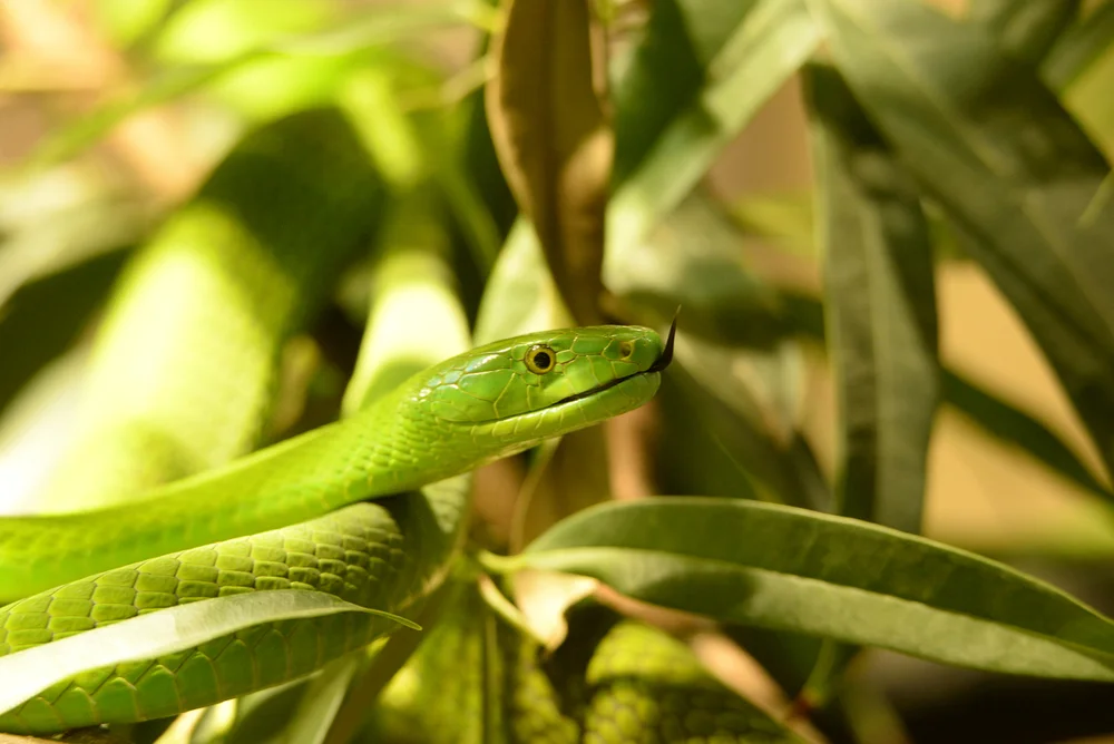 Gewöhnliche Mamba