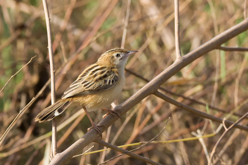 Gewöhnlicher Cistensänger (Zistensänger)