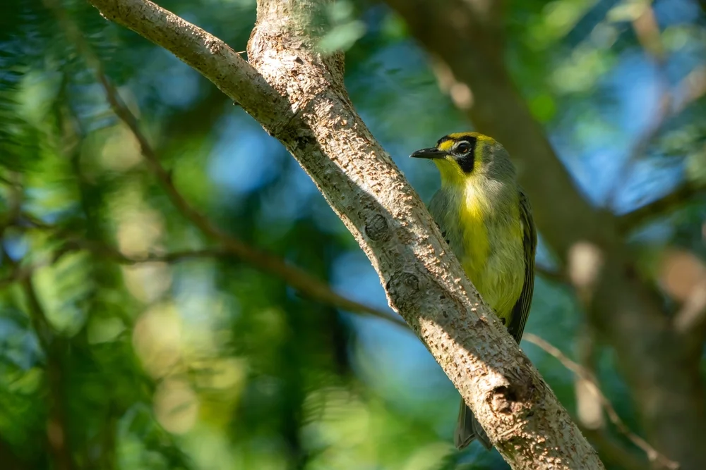 Gewöhnlicher Honiganzeiger (Apalopteron familiare)