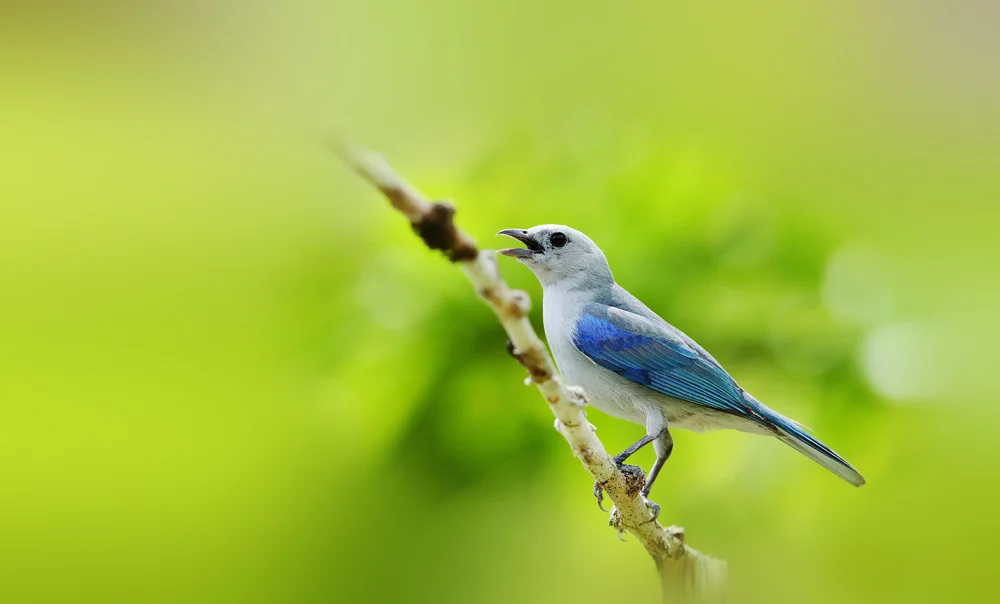 Gezähnelter Baumsteiger (Creurgops dentatus)