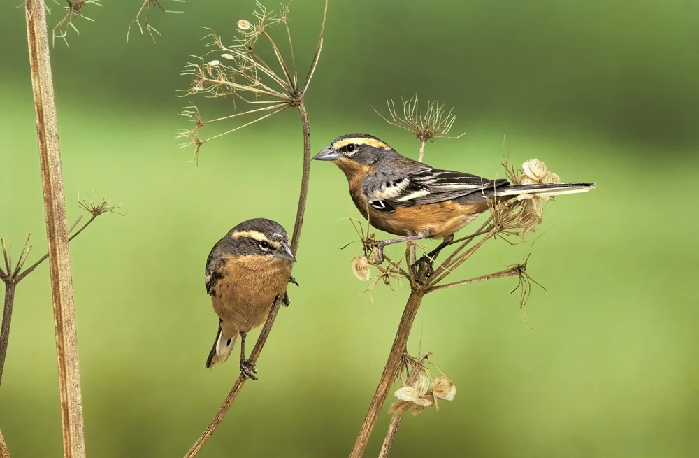 Gezierter Bergsperling (Pcospiza ornata)