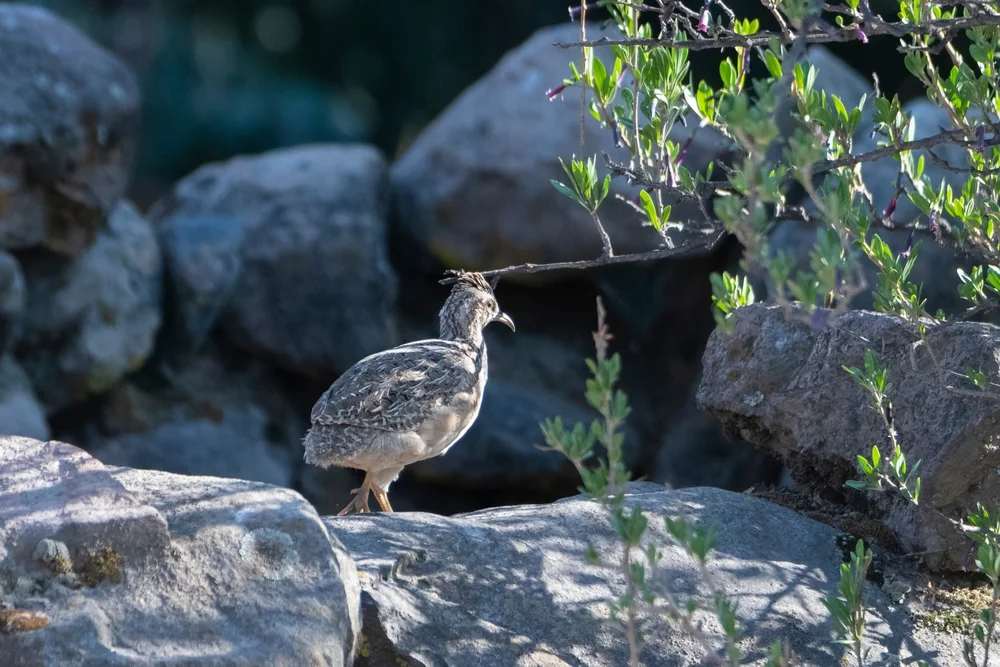 Gezierter Tinamu (Nothoprocta ornata)