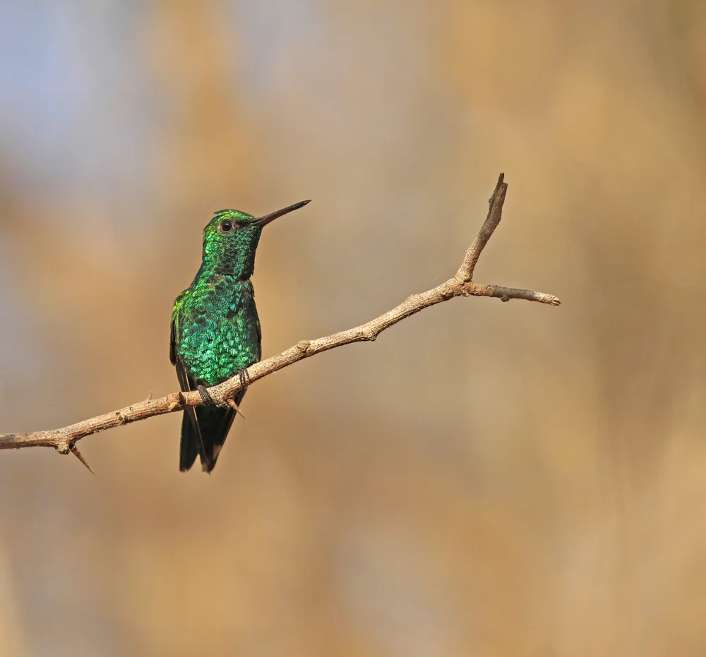 Gibsons Schmuckkolibri (Chlorostilbon gibsoni)