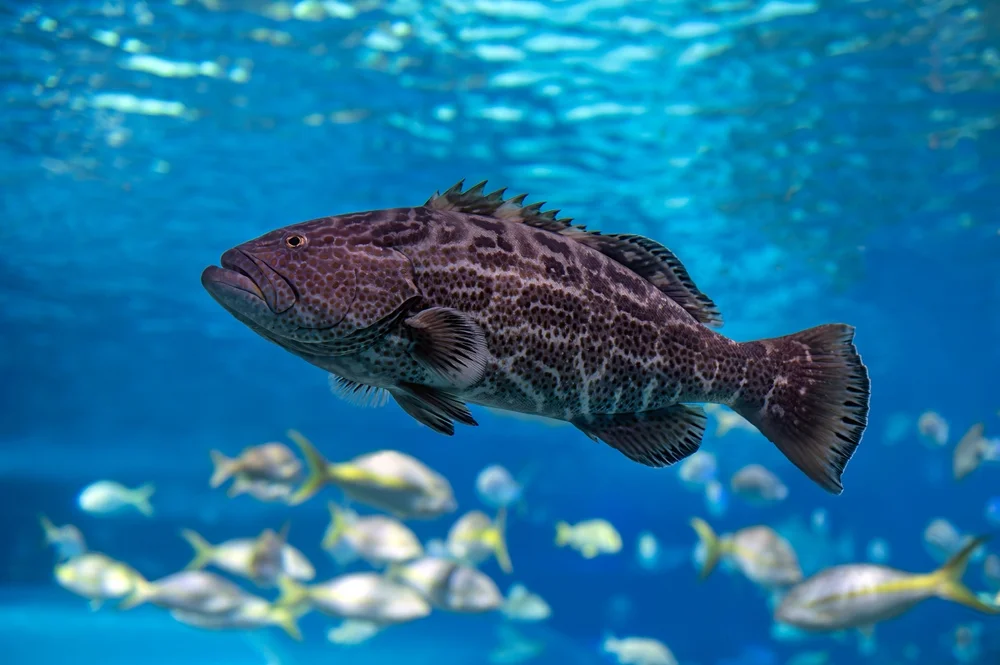 Gift-Zackenbarsch (Mycteroperca venenosa)