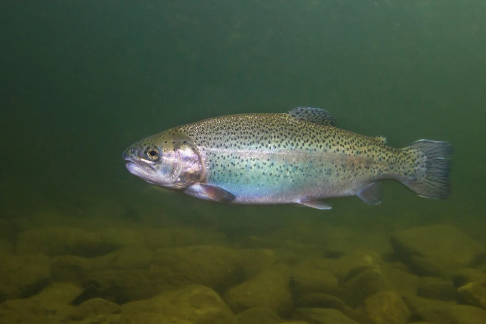 Gila-Forelle (Oncorhynchus gilae)