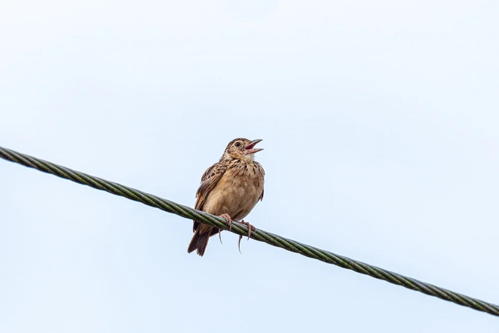 Gillett-Lerche (Mirafra gilletti)