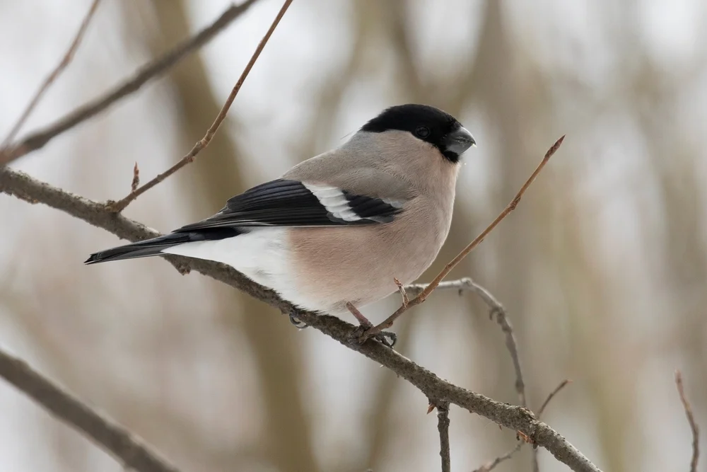 Gimpel (Pyrrhula nipalensis)