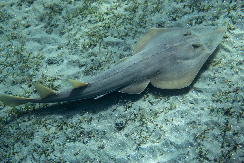 Gitarrenrochen (Rhinobatidae)